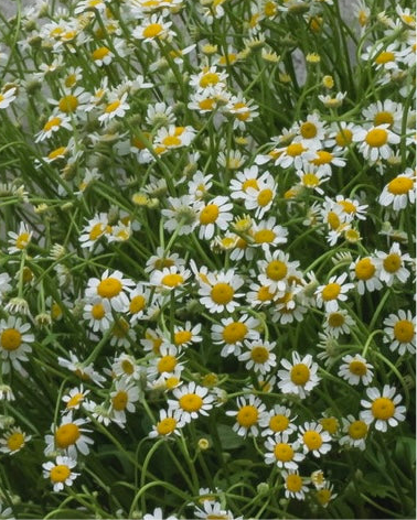 matricaria chamomilla - the flowerzzz 